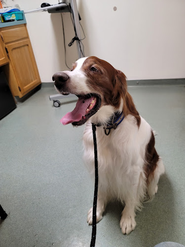Silver Maple Veterinary Clinic