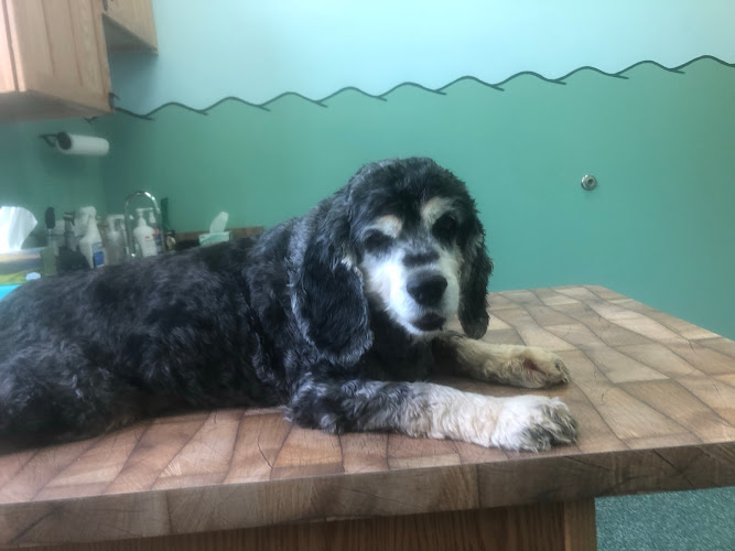 Noah's Glen Animal Hospital - Patricia Slanga, VMD