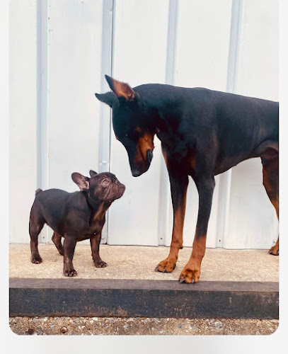 Diggity Dawg Daycare