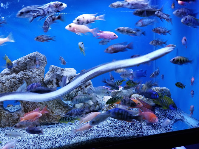 Exotic Fish & Pets