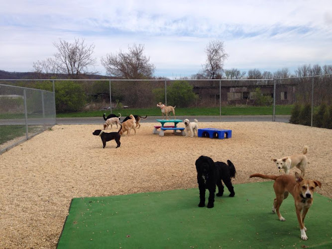 Ridgewood Canine Camp